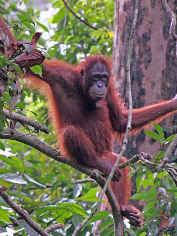 <p>Viaggio in Malesia - Sepilok</p>